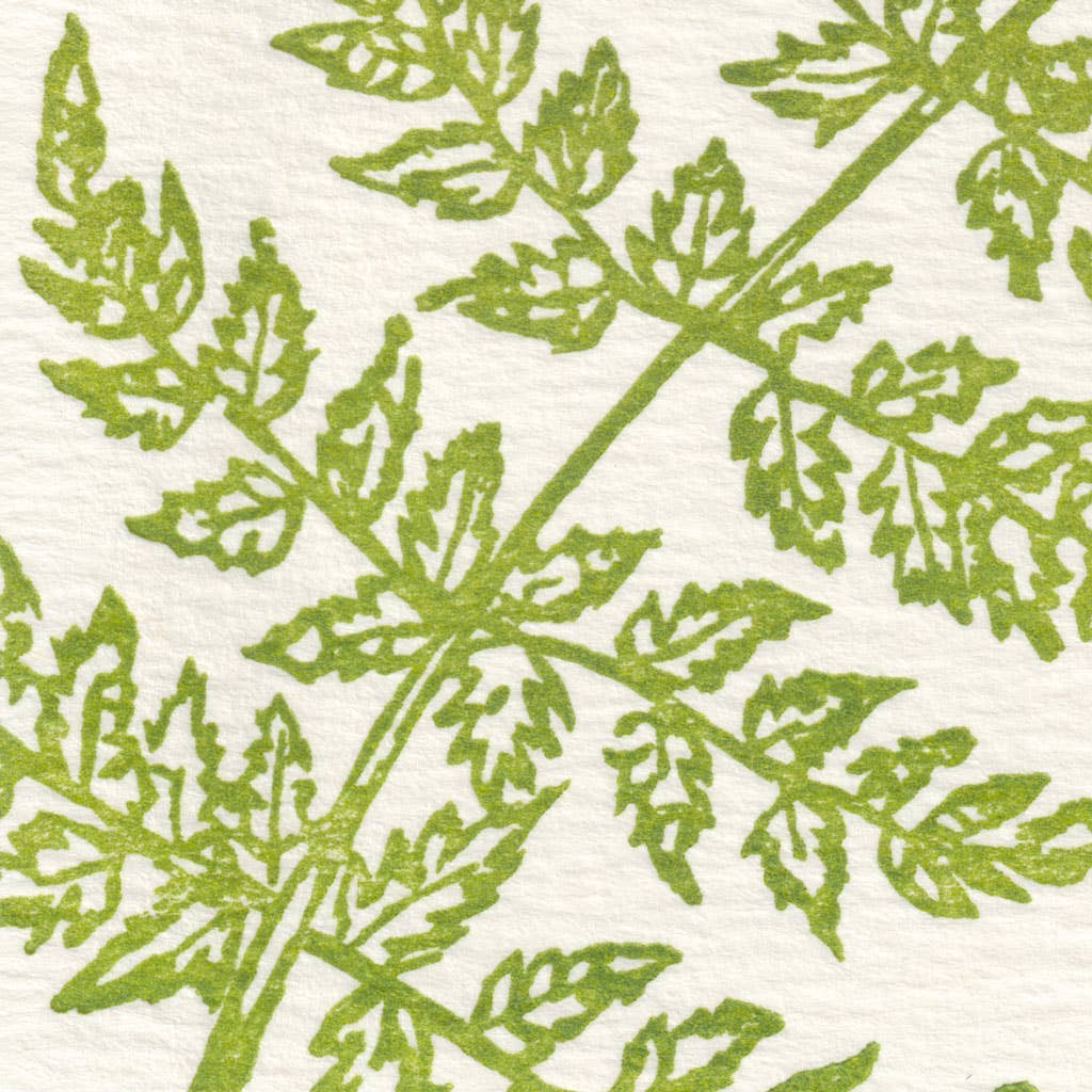 Curve Fern - Small Note Cards (Pack of Six)